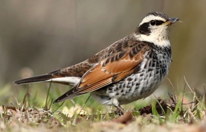 Хөөндэй (Хүрэн хөөндэй)